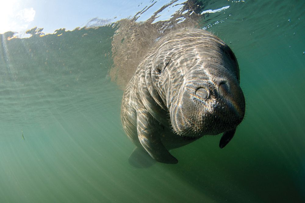 Florida Manatee Population Reaches Record Highs Sarasota Magazine