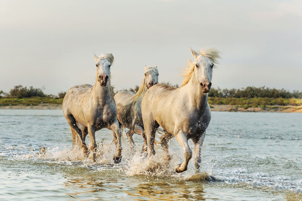 Wild horses on Cumberland Island