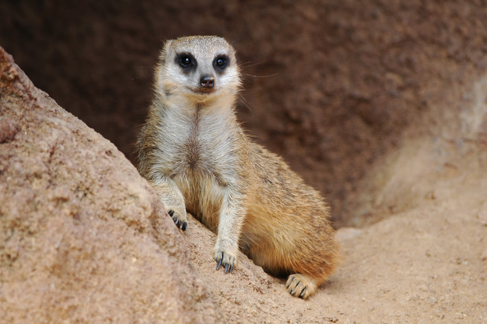 Shutterstock 23904778 klxanr