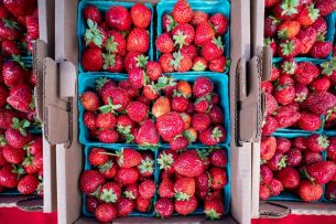 $10 Million in Budget to Boost 'Cosmic Crisp' Apple Launch - Growing Produce