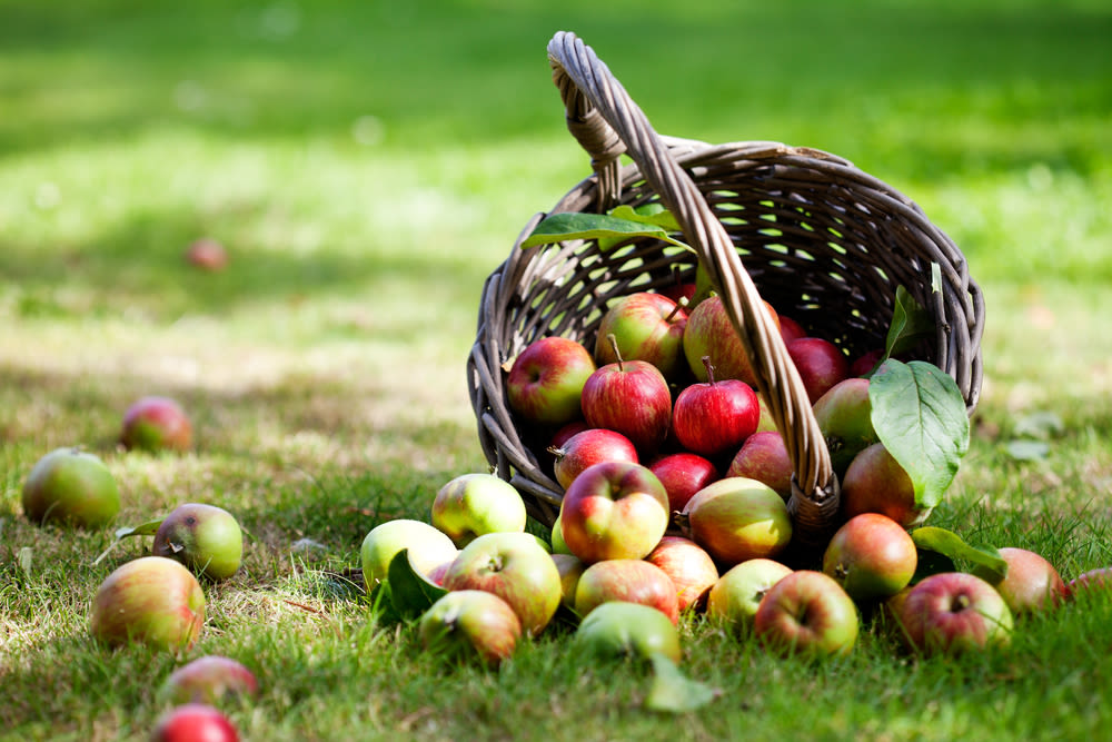 8 6 13 apples yakima kati molin iiupjg