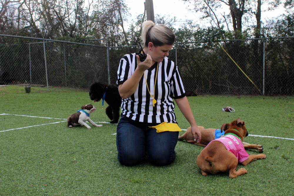 Puppy bowl 8461 wyxanu