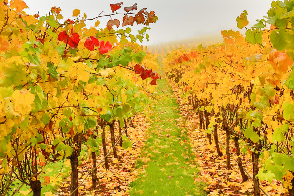 Portland Events November 2025