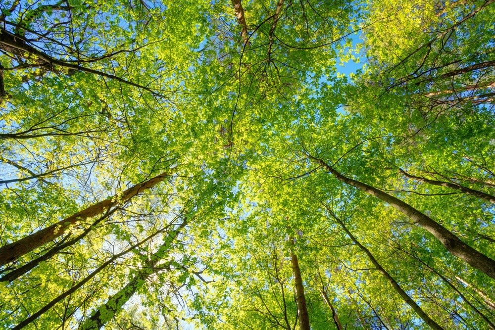 Trees ohte2g