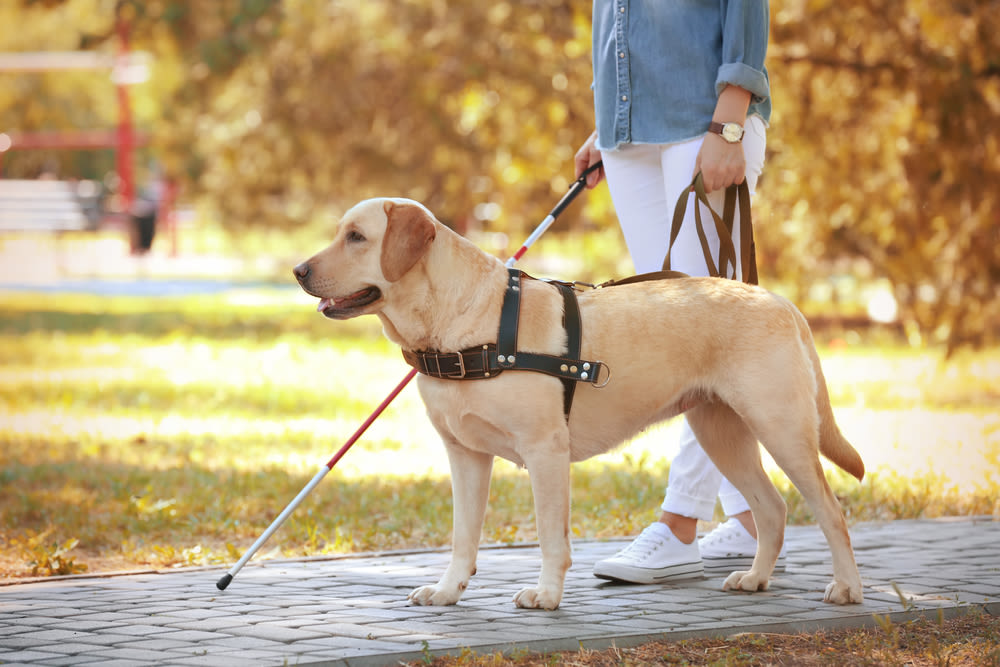 Southeastern Guide Dogs Give Hope to the Blind Sarasota Magazine