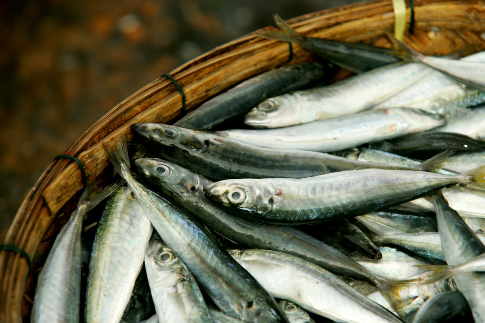 3 13 sustainable fish tips portland hhauth