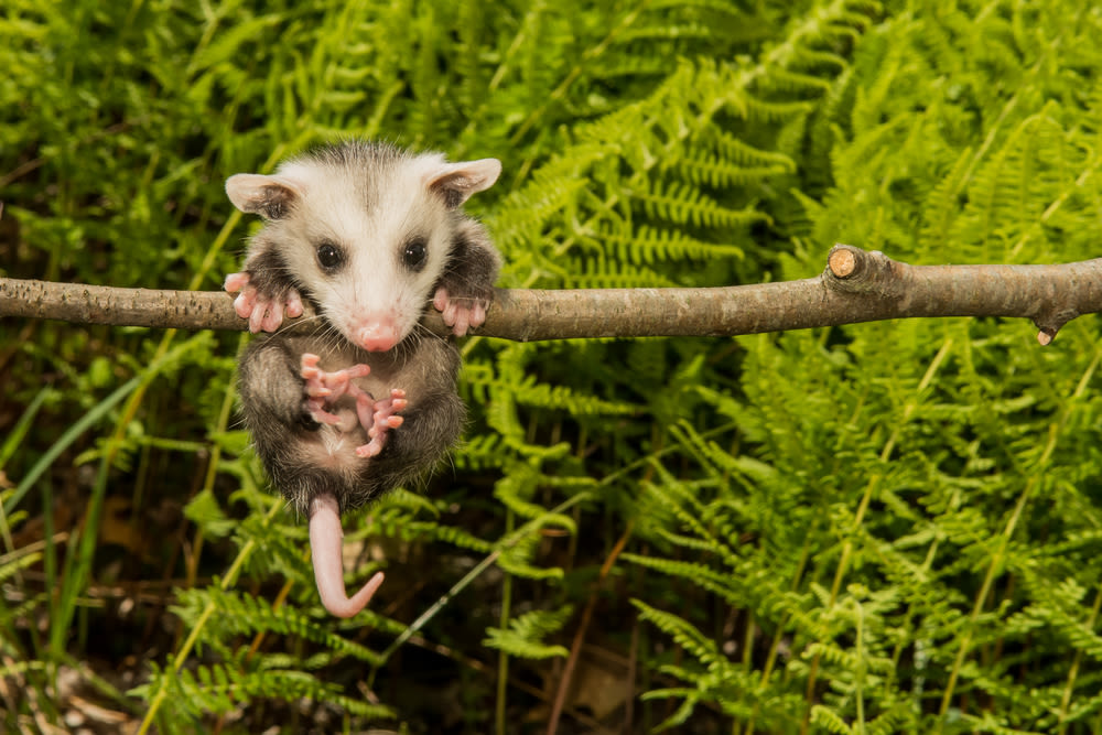 How Can Anyone Hate a Possum? Here’s Why You Shouldn’t | Houstonia