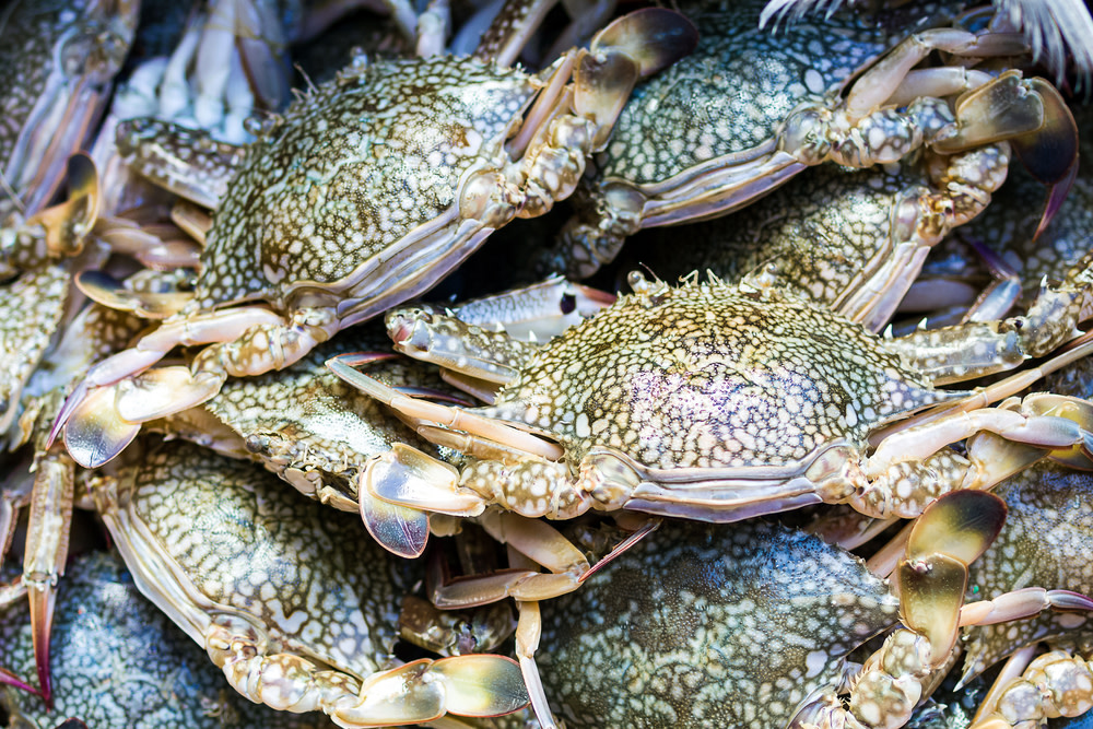 blue crab calories