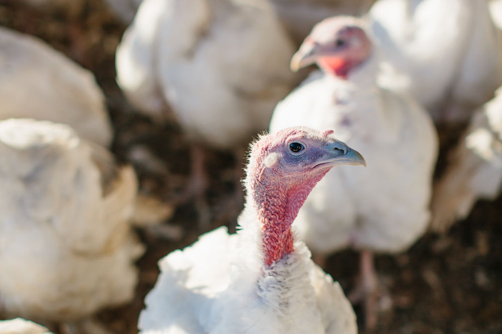 Know Thy Poultry Portland Monthly