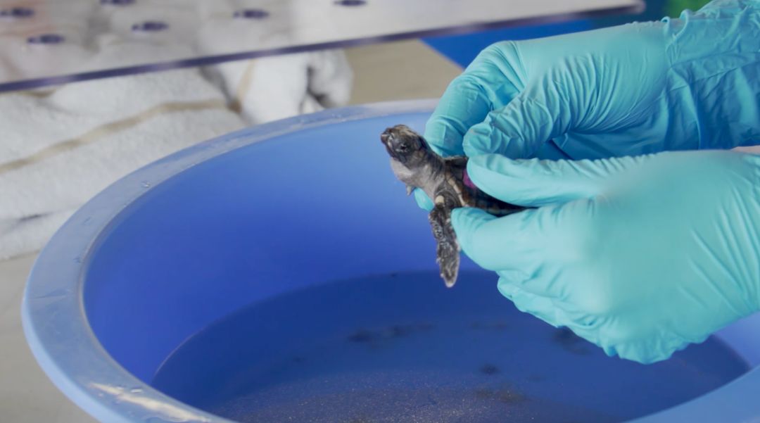 A hatchling during rehab at Clearwater Marine Aquarium's marine life hospital.