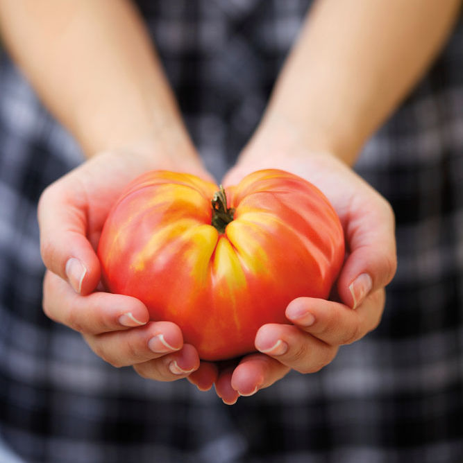 0814 fresh tomato y9iaip