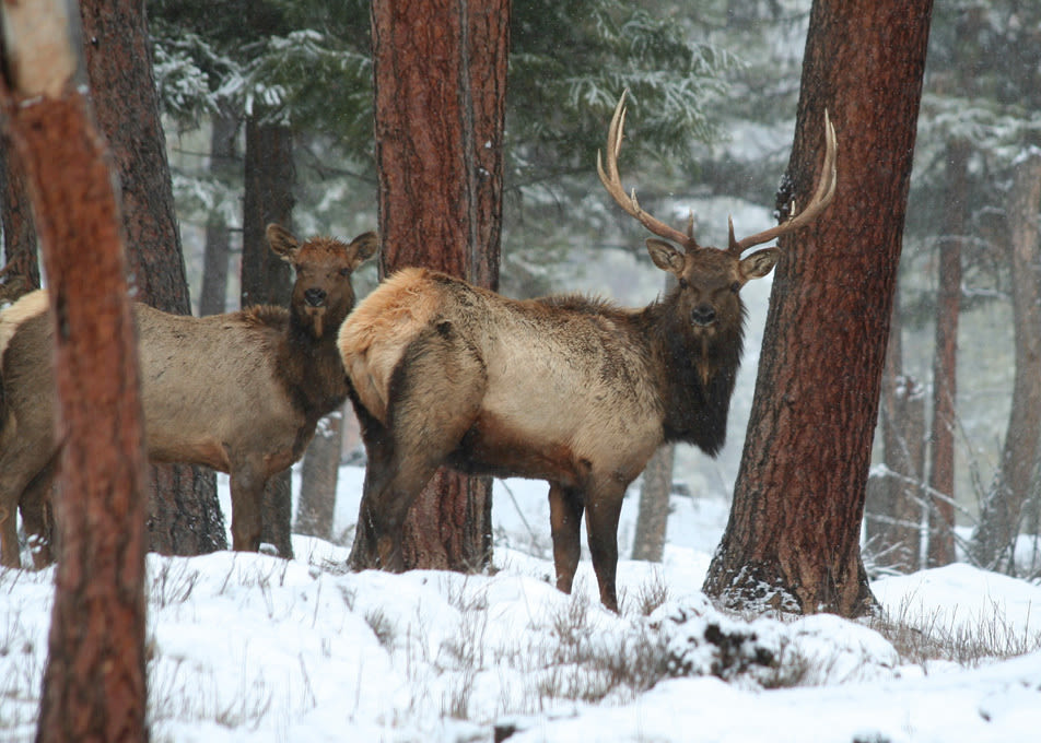 01 052 winterfun 25elk ywtphv