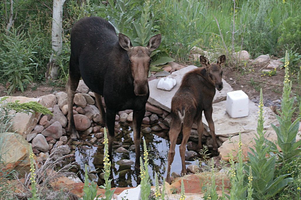 Park city winter 2012 dept interior moose xwiue0