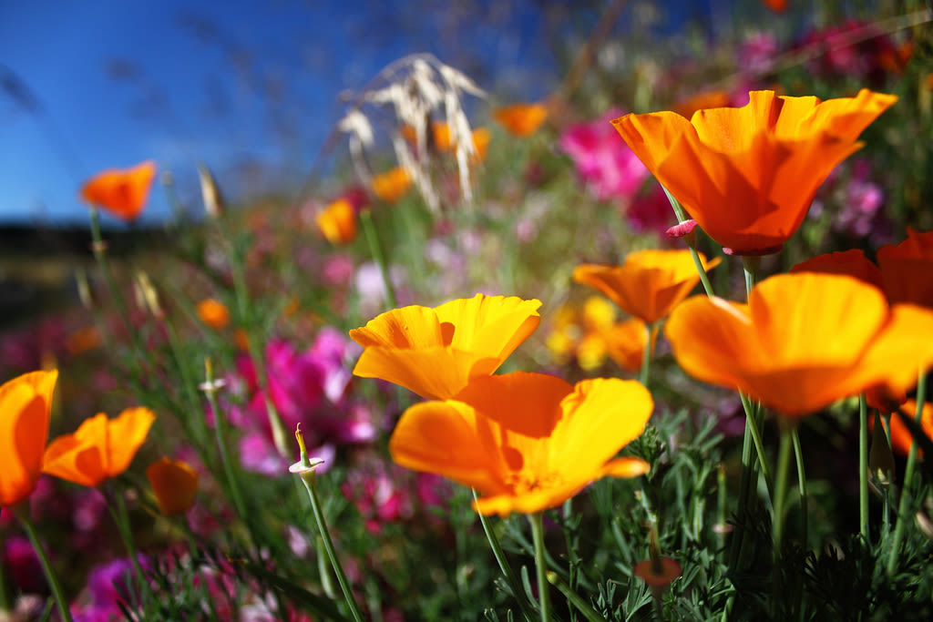 The Northwest's 8 Best Wildflower Hikes | Portland Monthly