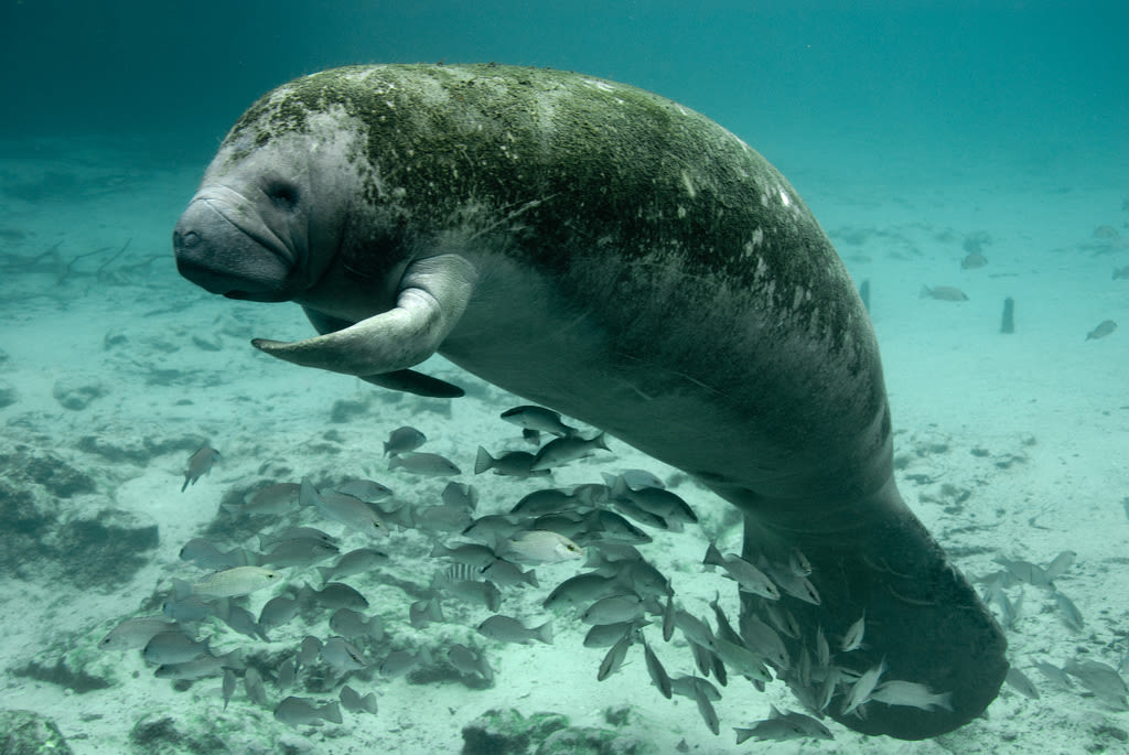 A manatee rests at Three Sisters Springs while shading a school of mangrove snappers.