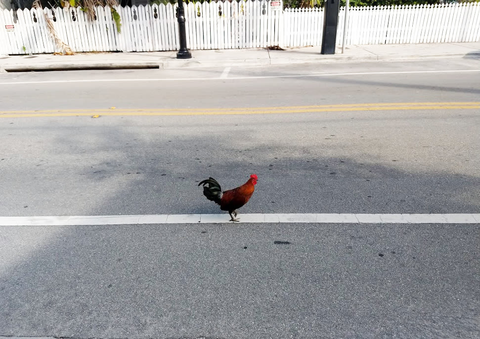 Why does the chicken cross the road?