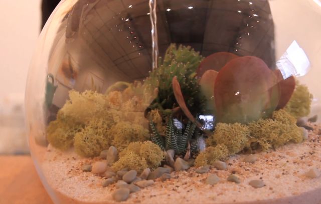Terrarium zqfkz1