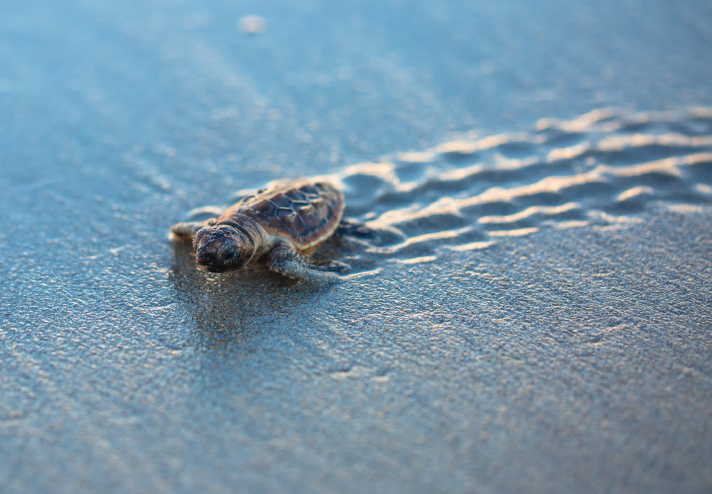 A sea turtle hatchling