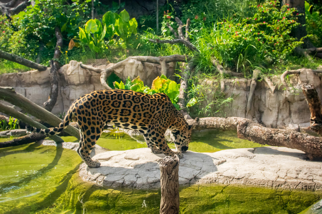 Take a Trip to the South American Pantanal, No Passport Needed