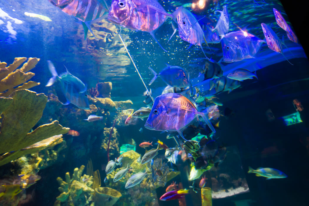 Enchantment under the sea 2016 0008 4029 iv6nqe
