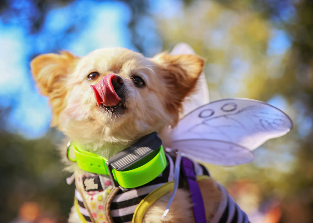 Doggggggie te7qum