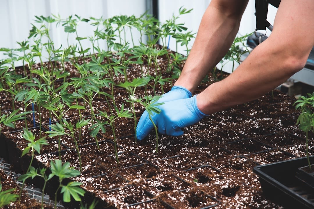 Hz silverpeak farm replanting clones 5500 g18rad