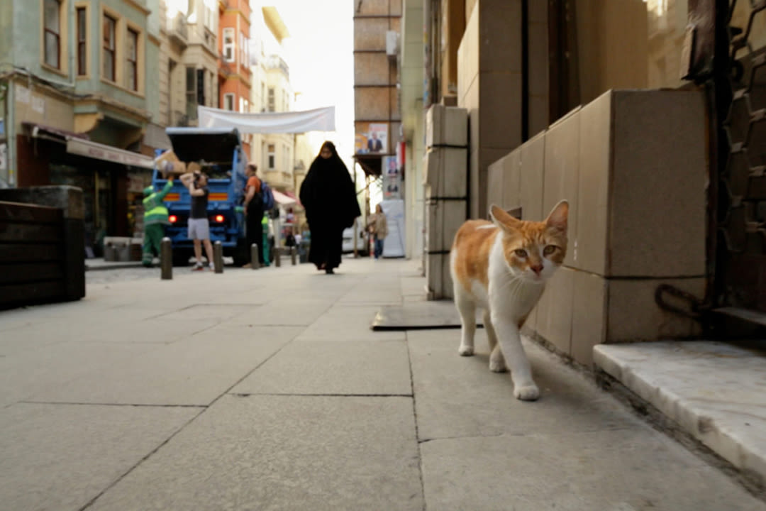 Kedi cswpu3