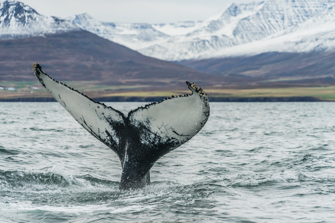 Rsp sojo iceland2017 020 jh3amm