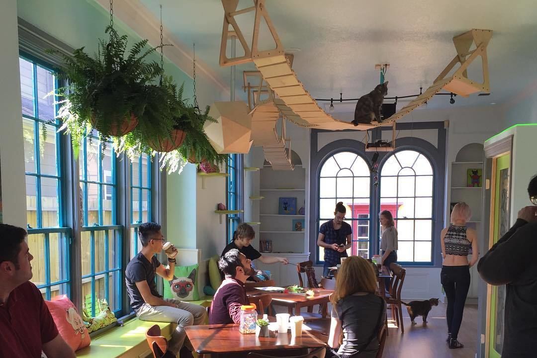 First Bite El Gato Cat Cafe And Cat Cottage Houstonia Magazine