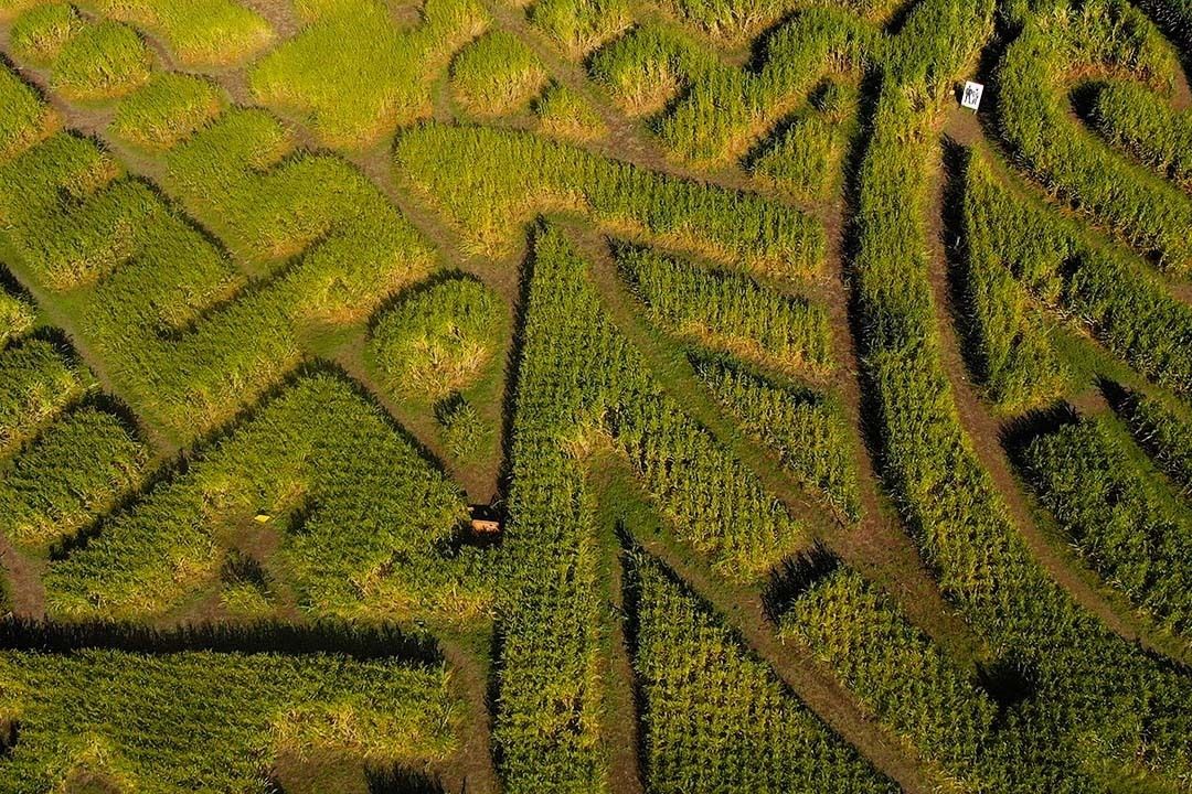 Lose Yourself In These Portland-Area Corn Mazes - Vimarsana News