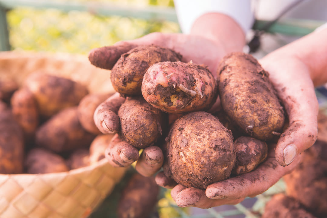0816 sustainable settings potatoes wyqjle