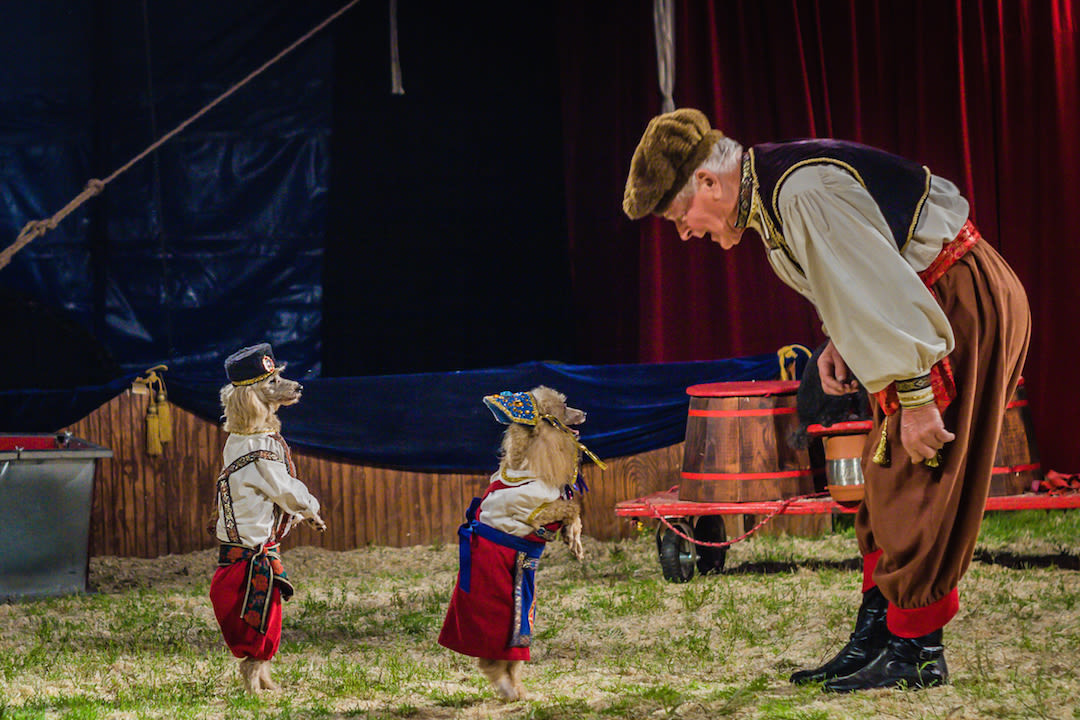 Zoppe italian family circus kvctph