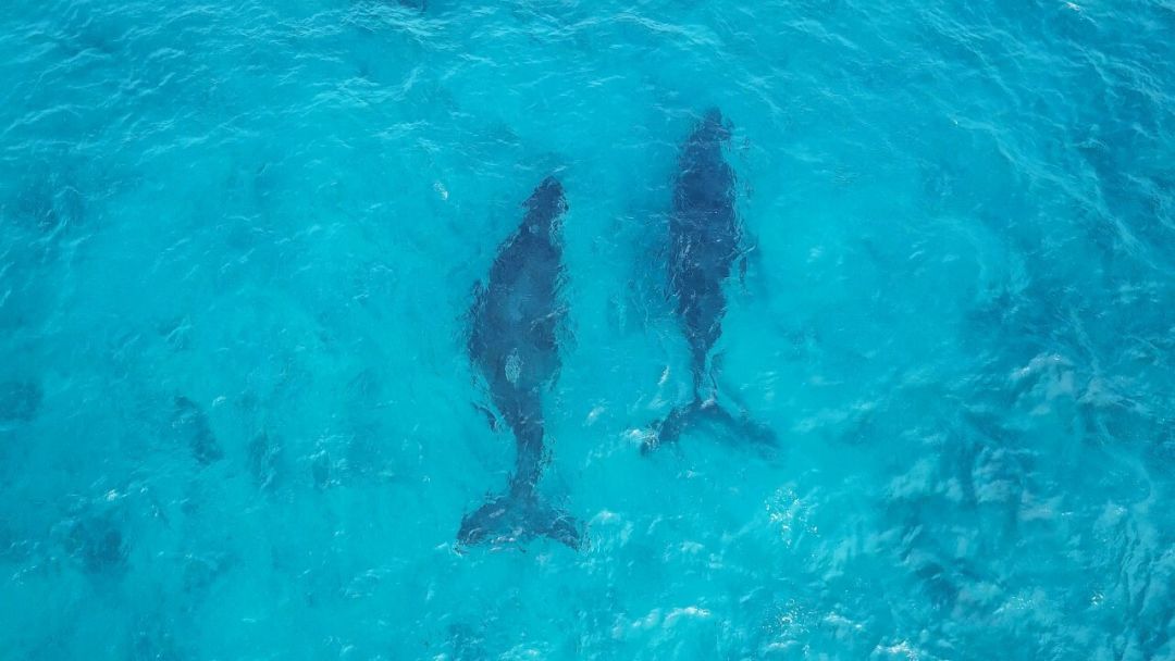 Whales swimming in a still from filmmaker Jack Gordon's short Back to the Sea.