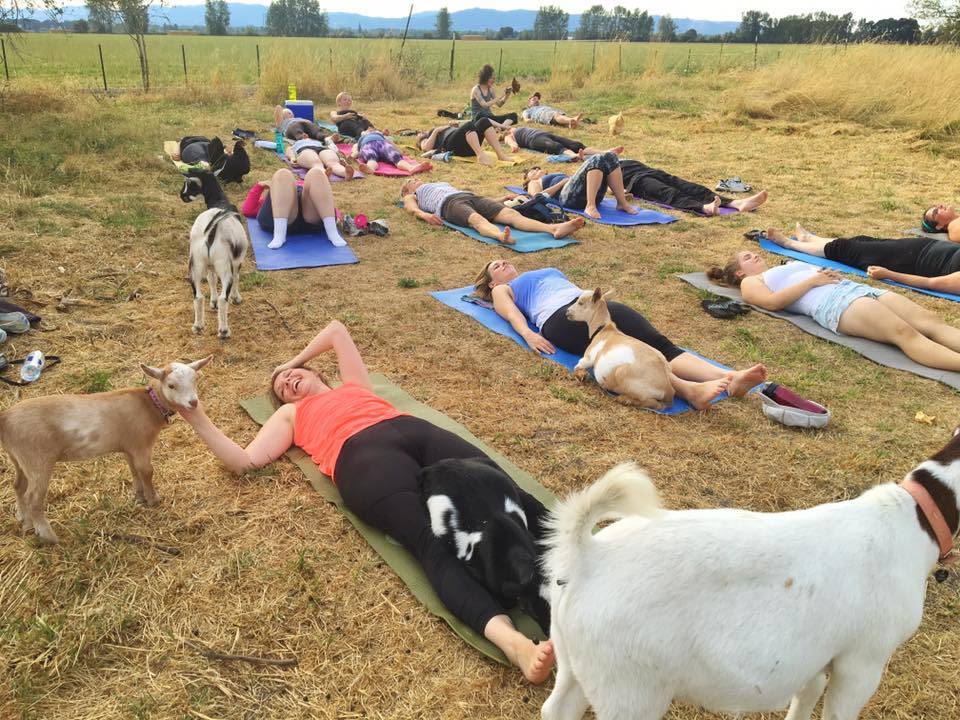 The new kid craze: Goat Yoga