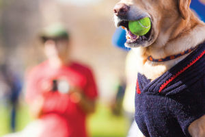 s&s exotic pet store