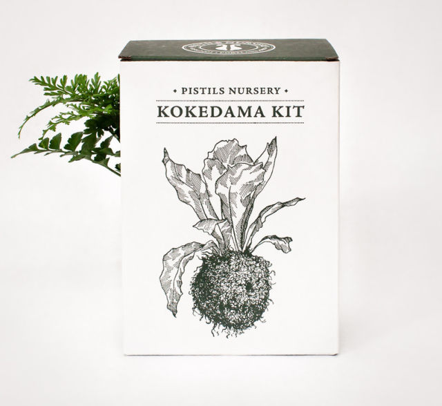 Kokedama kit pistils nursery 2 1024x1024 dzkwsa
