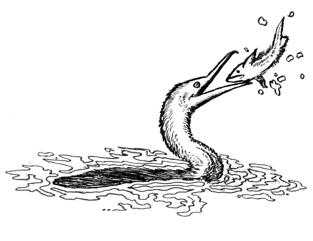 Cormorant sbiuqs