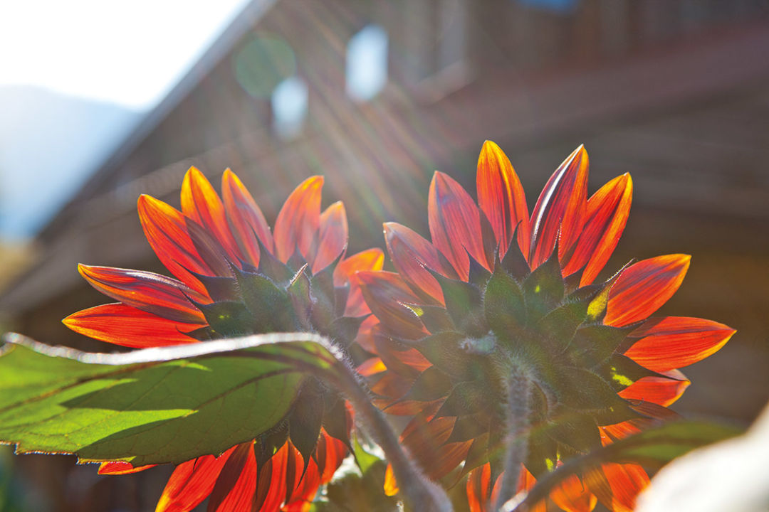 0713 nuture nature orange flowers xhz6pr