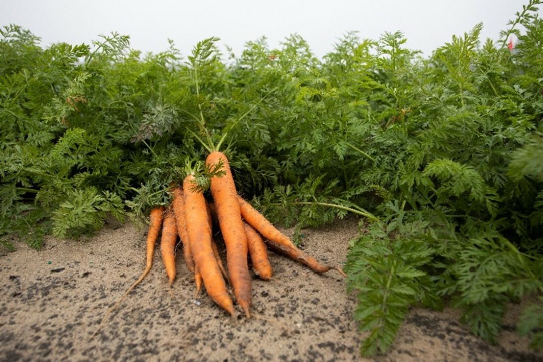 A bunch of freshly picked carrots.