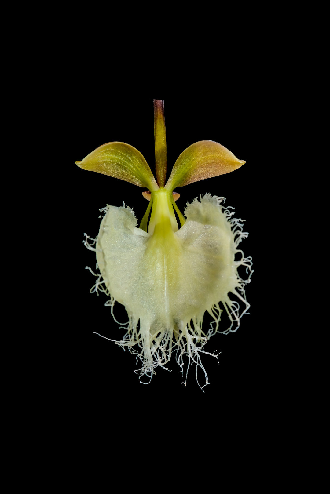 La flor de la orquídea se llama Epidendrum ilense.