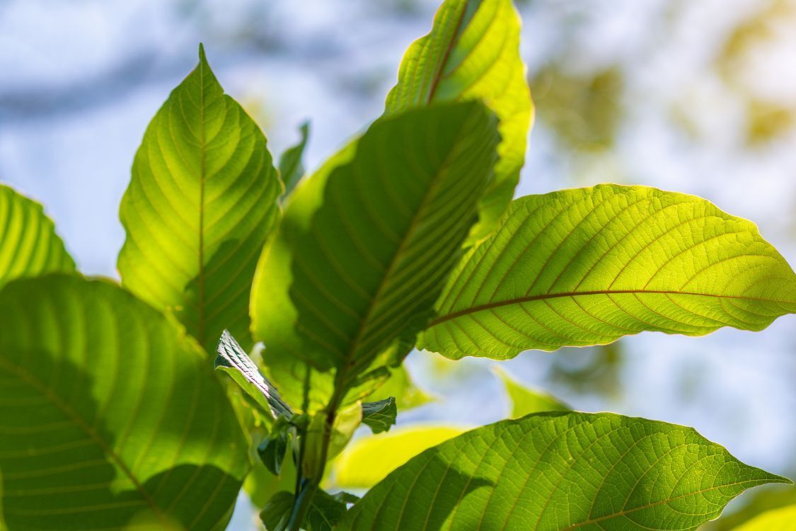 How Long Does Kratom Stay In Your System? Duration & Detection - How Long Does Kratom Stay In Your System