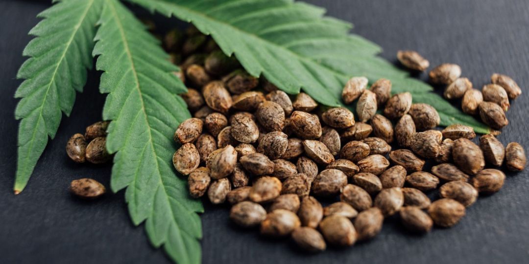 Do Marijuana Seeds Go Bad? Everything You Need To Know About Old Cannabis Seeds Portland Monthly