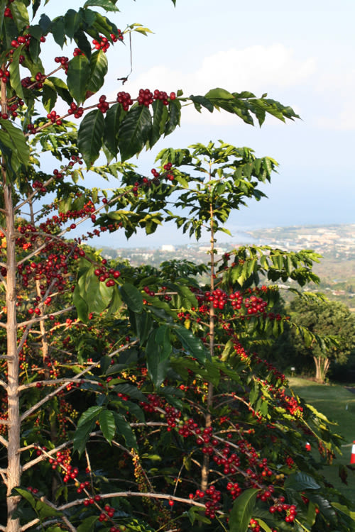 Kona Coffee Cultural Festival | Seattle Met