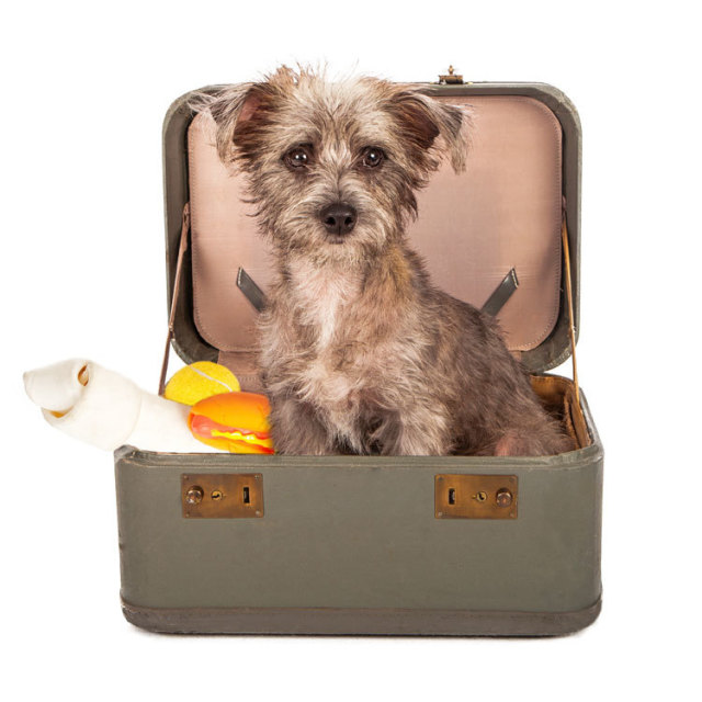 boarding places for dogs