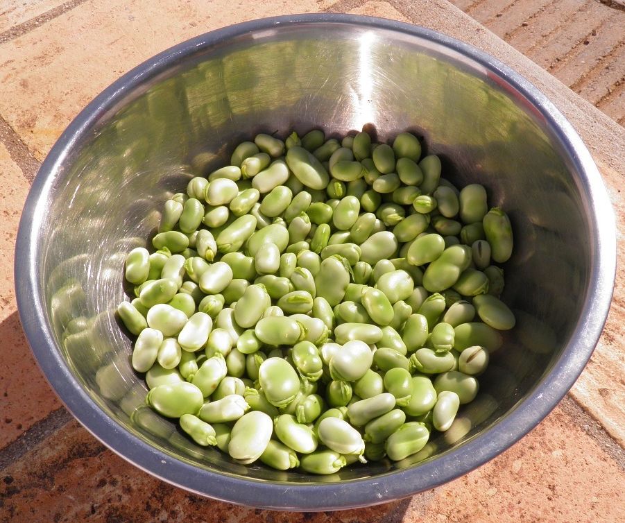Fava bean photo from pixabay guiwbz