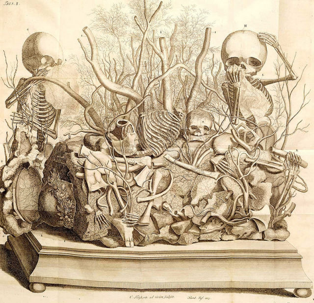 Ruysch mxjjwc