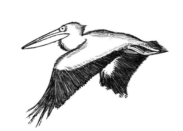 Pelican zetwht