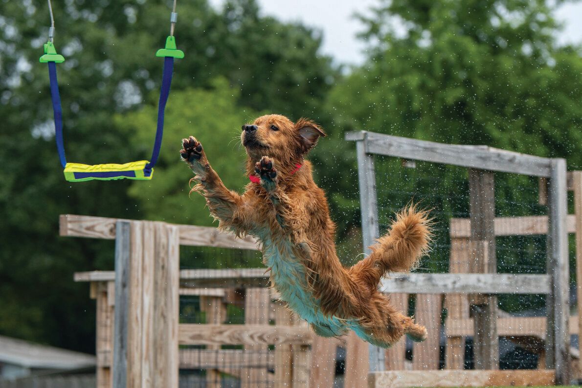 Downtown Houston Pet Owners Benefit from New Dog Park