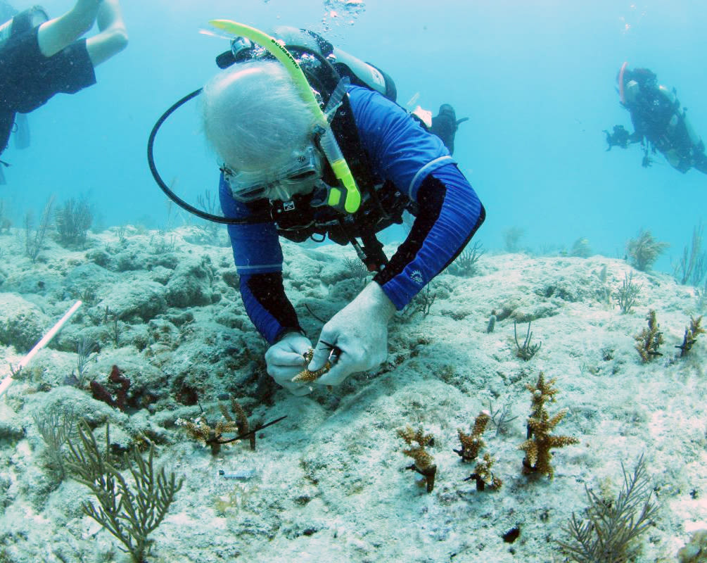 Mote president and CEO Dr. Michael P. Crosby attaches a staghorn coral fragment on a reef.