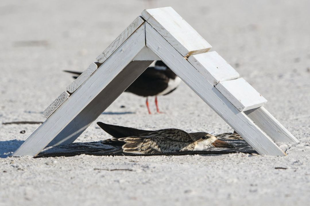 A black skimmer enjoys the shade of a hand-built shade structure on Lido Beach.